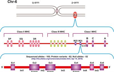 Major Histocompatibility Complex Class I Chain-Related A (MICA) Molecules: Relevance in Solid Organ Transplantation